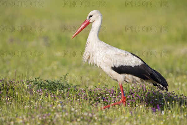 White stork, white stork, Ciconia ciconia, Lesbos, Greece