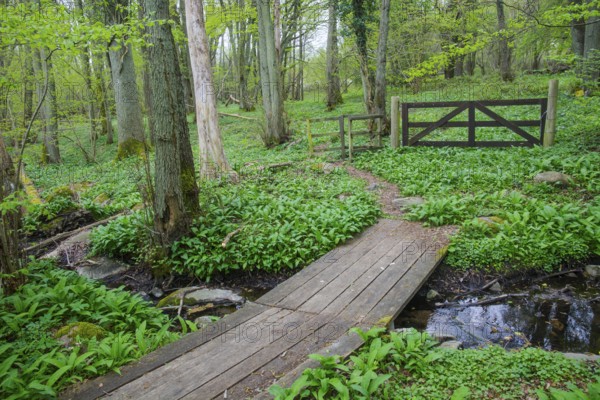 Bridge over stream on hiking trail in Stenshuvud National Park, Simrishamn municipality, Skåne county, Sweden, Scandinavia
