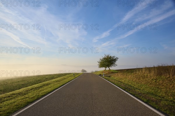 Road, Field, Fruit tree, Fog, Morning, Altertheim, Würzburg, Bavaria, Germany