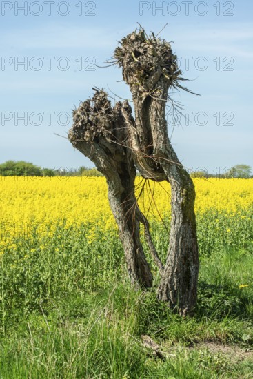 Very old pruned willow tree at field of flowering rapeseed in Skivarp, Skurup municipality, Skåne county, Sweden, Scandinavia