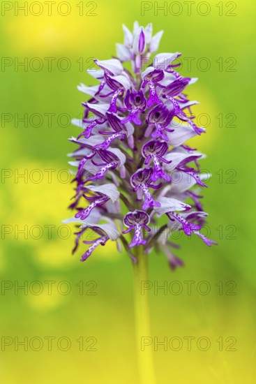 Helm's orchid (Orchis militaris), orchid family, (Orchidaceae), Bergsteig, Upper Danube nature park Park, Baden-Württemberg, Baden-Württemberg, Germany