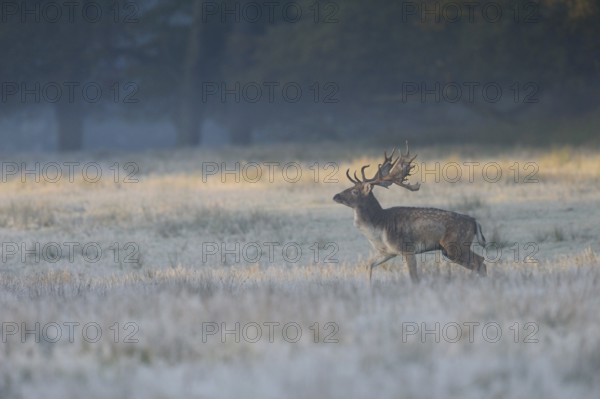 Fallow Deer (Dama dama) male standing in autumn forest, North Rhine-Westphalia, Germany