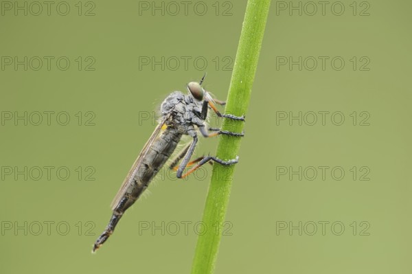 Common awl robberfly (Neoitamus cyanurus), female, North Rhine-Westphalia, Germany