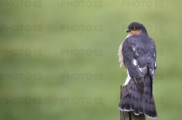 Sparrowhawk, (Accipiter nisus) sitting in cherry laurel, Schleswig-Holstein, Germany