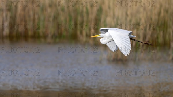 Great White Egret (Egretta alba), in flight, Großwilfersdorf, Styria, Austria