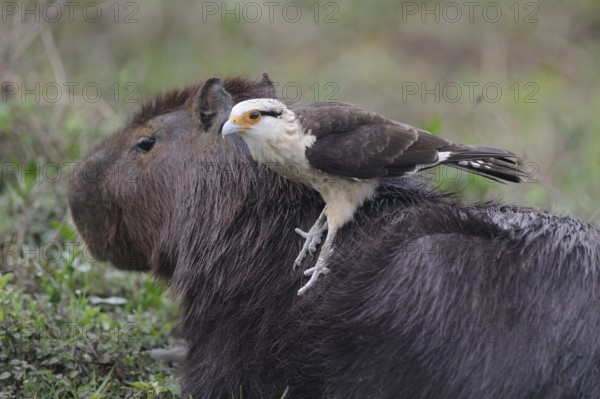 Yellow-headed Caracara (Milvago chimachima) perches on the back of a Capybara, Pantanal, Brazil