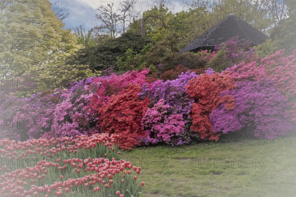 Rhododendron occidentale (Rhododendron occidentale) large shrubs in pink, magenta and purple arranged next to each other, countless flowers, in the background the roof of a wooden pavilion and many green shrubs and trees, in the foreground a green meadow with plantings of red tulips, Dortmund, Rombergpark, North Rhine-Westphalia, Germany