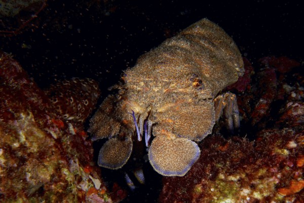 A Mediterranean slipper lobster (Scyllarides latus) moves on a dark seabed surrounded by rocks, dive site Punta Negra, Las Galletas, Tenerife, Canary Islands, Spain