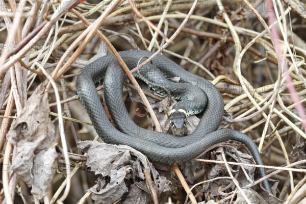 Grass snake (Natrix natrix) sunbathing, Peene Valley River Landscape nature park Park, Mecklenburg-Western Pomerania, Germany