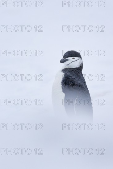 Chinstrap Penguin (Pygoscelis antarcticus), Antarctica