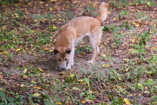 One New Guinea singing dog or New Guinea Highland dog (Canis hallstromi) (Canis dingo hallstromi, Canis familiaris) standing in the forest sniffing something