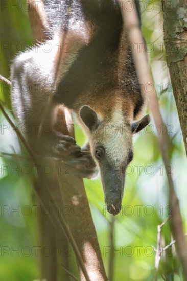 Northern tamandua (Tamandua mexicana), anteater sitting in a tree, in the rainforest, Corcovado National Park, Osa, Puntarena Province, Costa Rica