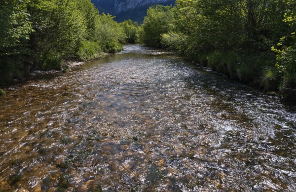 Straightened course of the Fuschler Ache near Sankt Lorenz, banks overgrown with trees, Mondseeland, Salzkammergut, Upper Austria, Austria