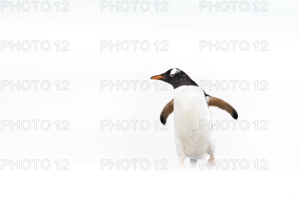 Gentoo Penguin (Pygoscelis papua), Falkland Islands