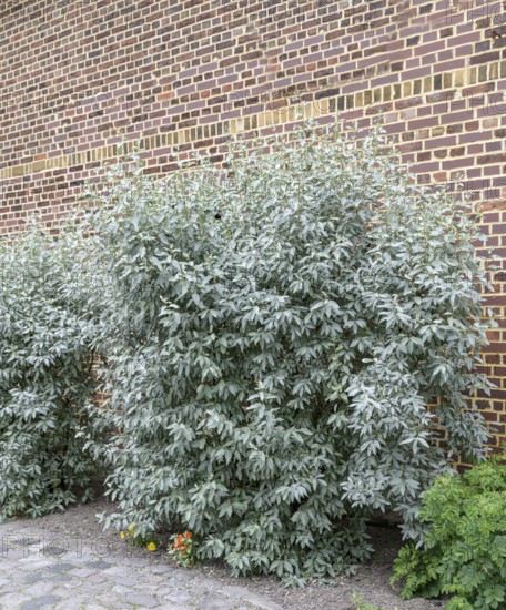 Wolf-willow (Elaeagnus commutata), Anchers Havecenter, Jagsal, Brandenburg, Germany