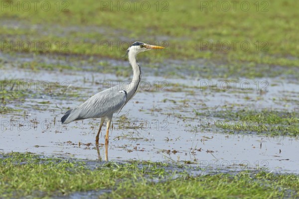 Grey heron (Ardea cinerea), standing in the shallow water of a moor, Ochsenmoor, Dümmer See, Hüde, Lower Saxony, Germany