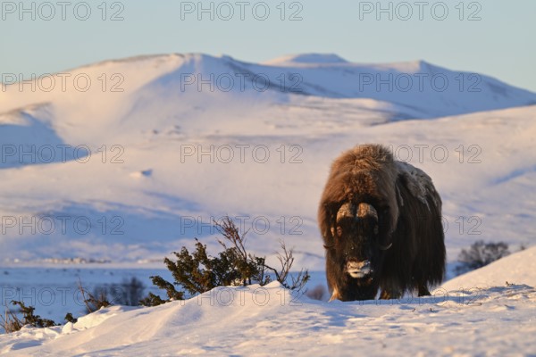 Musk ox (Ovibos moschatus) at sunrise in the snow, Dovrefjell-Sunndalsfjella National Park, Norway