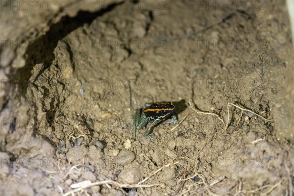 Golfodulcean poison frog (Phyllobates vittatus), sitting in a burrow, Corcovado National Park, Osa, Puntarena Province, Costa Rica