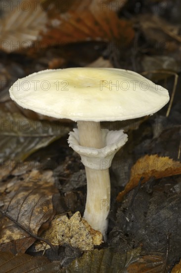 Wood mushroom (Agaricus silvicola), North Rhine-Westphalia, Germany