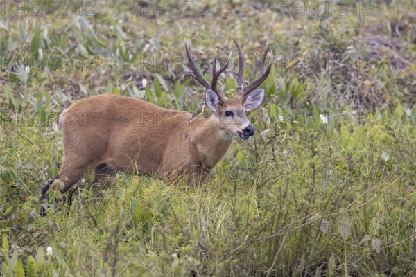 Pampas deer (Ozotoceros bezoarticus), between bushes, Pantanal, Brazil