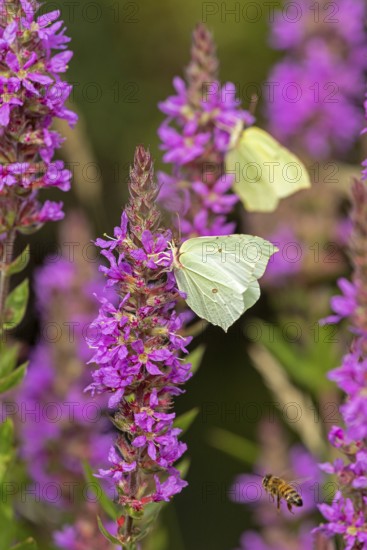 Butterflies collecting nectar, brimstone (Gonepteryx rhamni), purple loosestrife (Lythrum salicaria), near Garstedt, Lower Saxony, Germany