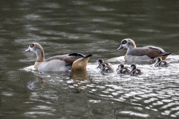 Egyptian geese (Alopochen aegyptiaca) with goslings, Emsland, Lower Saxony, Germany