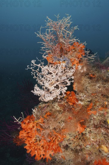 Colourful underwater landscape with various creatures, Mediterranean gorgonian head (Astrospartus mediterraneus), orange spiny sponge (Acanthella acuta) and various plants. Dive site Marine reserve Cap de Creus, Rosas, Costa Brava, Spain, Mediterranean Sea