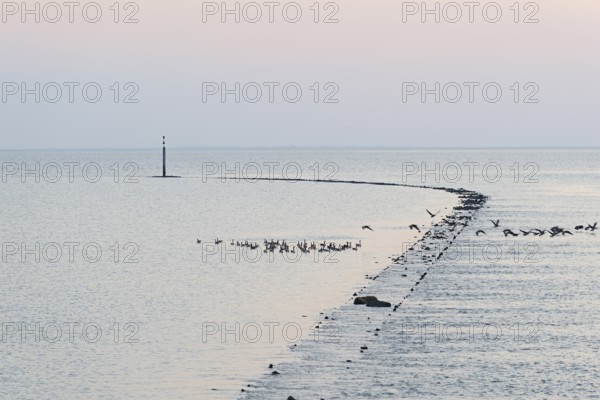 Evening mood at the North Sea, wild geese flying up, Canada goose (Branta canadensis), Norddeich, Lower Saxony, Germany