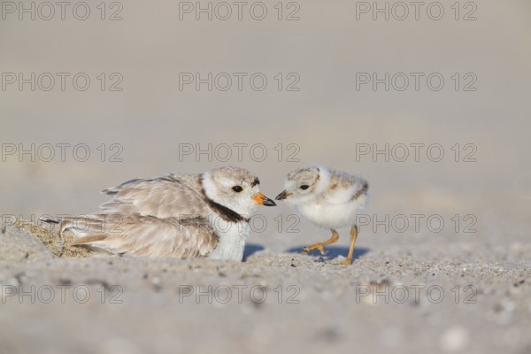 Piping Plover (Charadrius melodus) with chick, Massachusetts, USA