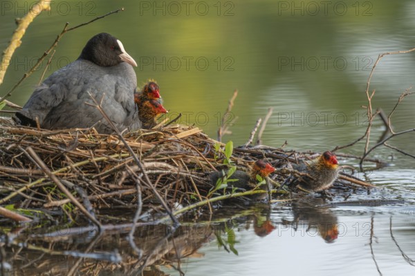 A burbot (Fulica atra) broods its two-day-old chicks on its nest. Bas rhin, Alsace, grand est, France