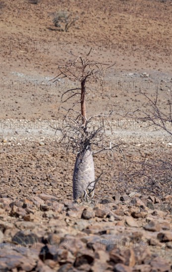 Bottle tree (Pachypodium lealii), in dry stony landscape, Damaraland, Kunene, Namibia