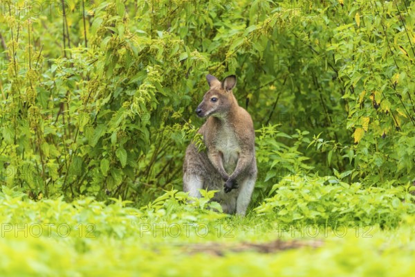 Red-necked wallaby or Bennett's wallaby (Macropus rufogriseus) sits on a green meadow with dense green vegetation in the background
