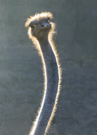 Common Ostrich (Struthio camelus)