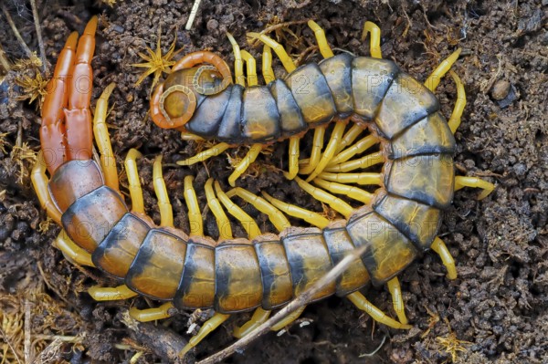 Scolopender, giant centipede, Scolopendromorpha, (Chilopoda), El Millaron, Salorino, Extremadura / Caceres, Spain