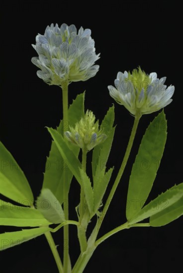 Flower of blue fenugreek, blue fenugreek, Trigonella caerulea, Meliotus coerulea, spice and medicinal plant