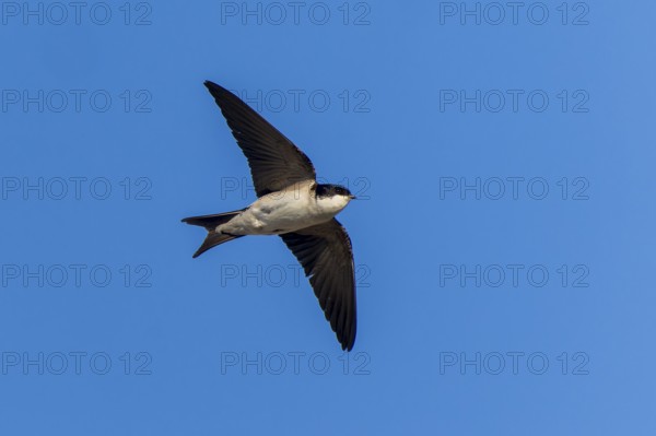 A small bird flies through the blue sky, house martin (Delichon urbicum, Syn.: Delichon urbica), wildlife, Germany