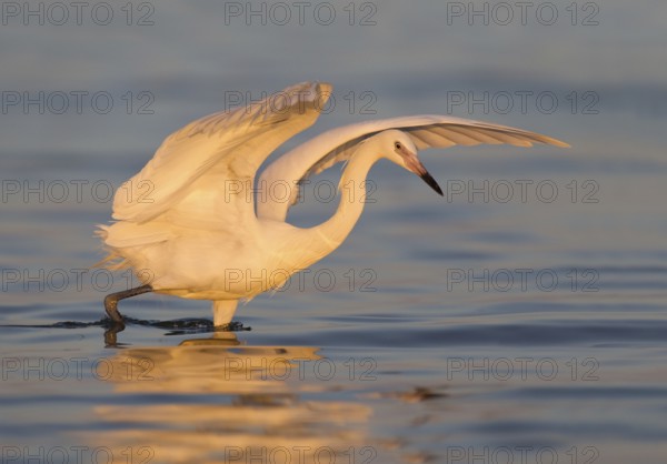 Reddish Egret (Egretta rufescens), Florida, USA