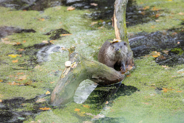 European otter in the duckweed, Swarzedz, Poland otter, european otter, water, duckweed, animal, green, nature, mammal, wildlife, swimming, river, cute, wild, lake, swim
