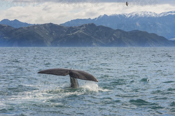 Tail of a Sperm whale diving, Kaikoura, Canterbury Region, South Island, New Zealand