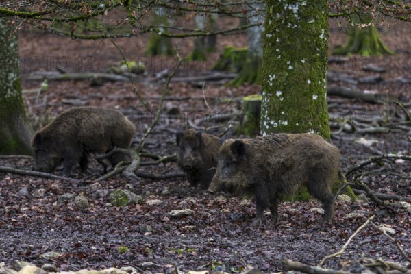 Wild boar in a dense autumn forest with foliage and moss-covered trees, Baden-Württemberg, Germany