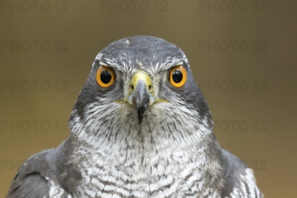 Havik, northern goshawk, Accipiter gentilis