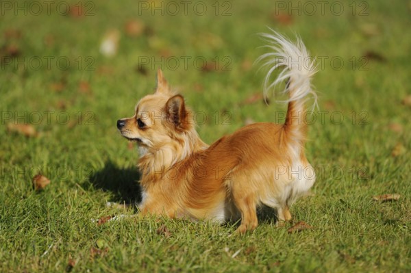 A Chihuahua stands on a green meadow, with its tail raised high, Chihuahua, longhair