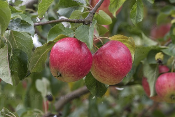 Apple (Malus domestica 'Resi'), LVG Erfurt, Germany