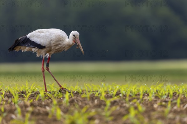 White stork (Ciconia ciconia), eating earthworm, farmland, Göggingen, Sigmaringen district, Baden-Württemberg, Germany