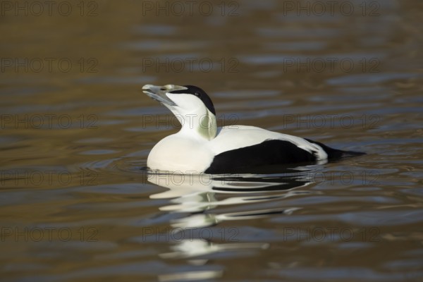 Common eider duck (Somateria mollissima) adult male bird on a lake, England, United Kingdom