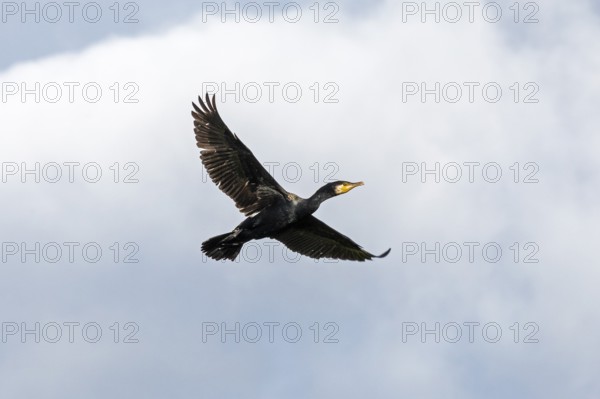 Flying cormorant, Geltinger Birk, Schleswig-Holstein, Germany