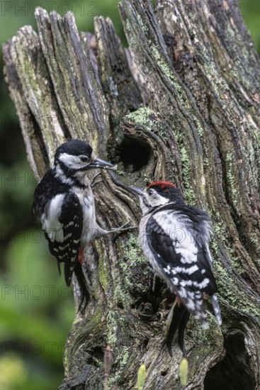 Great spotted woodpecker (Dendrocopos major) feeding young, Emsland, Lower Saxony, Germany
