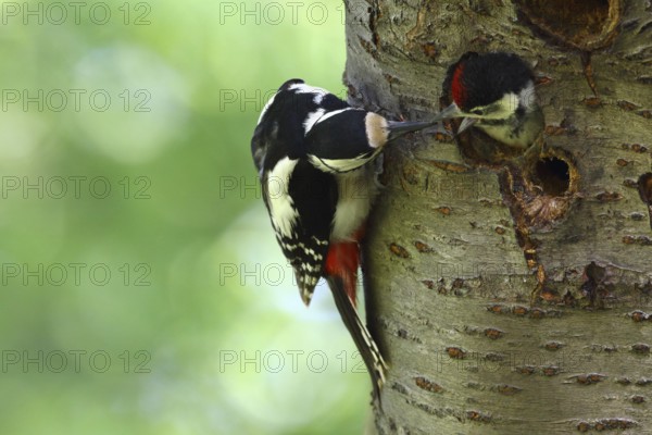 Great Spotted Woodpecker (Dendrocopos major) female feeding chick in nest cavity, North Rhine-Westphalia, Germany
