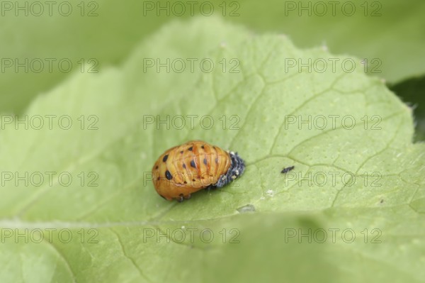 Seven-spott ladybird (Coccinella septempunctata), pupa, North Rhine-Westphalia, Germany