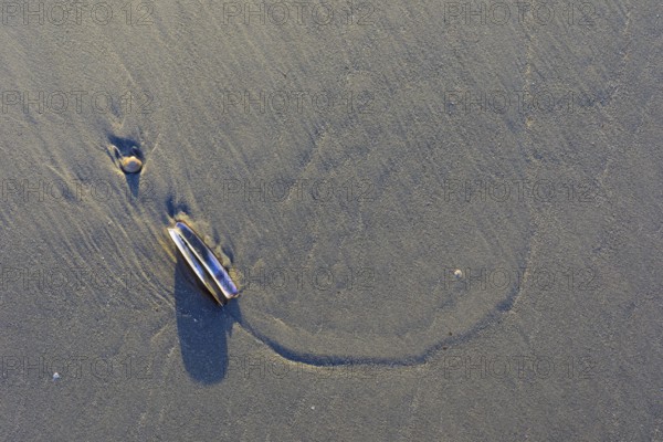 Sheath mussel (Ensis ensis) on the west beach of Norderney, Lower Saxony, Germany